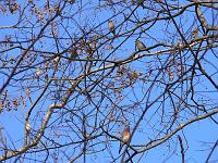 Bluebird & 9 Goldfinches 011208 033